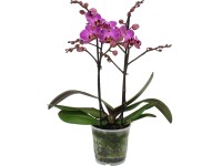 GROW by OBI Orchidej motýlokvětá 