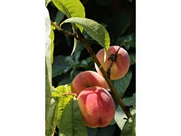 Broskvoň obecná (Prunus persica), různé odrůdy, květináč 5 l