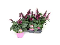 Q-Flower Salvia Rockin (Fuchsia) výška cca 35 cm
