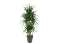 Dračinec vroubený (Dracaena marginata) 