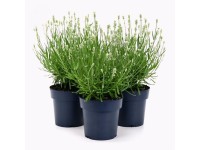 GROW by OBI Levandule lékařská (Lavandula angust.) GROW by OBI Levandule lékařská (Lavandula angust.)