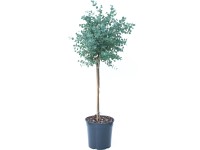 OBI Blahovičník Gunnův (Eukalyptus gunnii) OBI Blahovičník Gunnův (Eukalyptus gunnii)