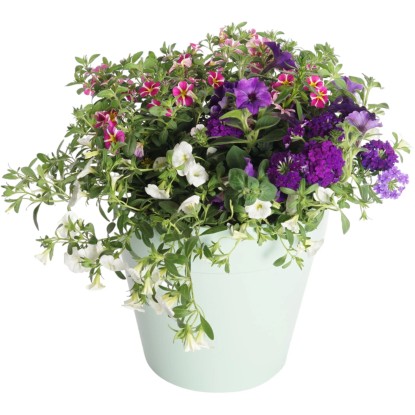 Royal Lemkes Mix balkónových rostlin "Festivalové barvy" cca pr. 27 cm