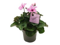 GROW by OBI Brambořík perský (Cyclamen persicum) 