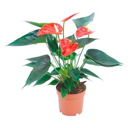 Anturie oranžová průměr květináče cca 12 cm