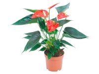 Anturie oranžová průměr květináče cca 12 cm