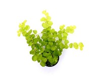 Q-Flower Vrbina penízková (Lysimachia nummularia) 