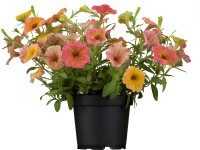 Landgard Surfínie (Surfinia) různé druhy pr. cca 11 cm Landgard Surfínie (Surfinia) různé druhy pr. cca 11 cm