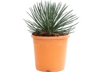 GROW by OBI Agáve geminiflora (Agave geminiflora) výška 30 cm, květináče 6 l