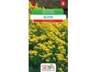 Semínka Tařice skalní žlutá (Alyssum saxatile)