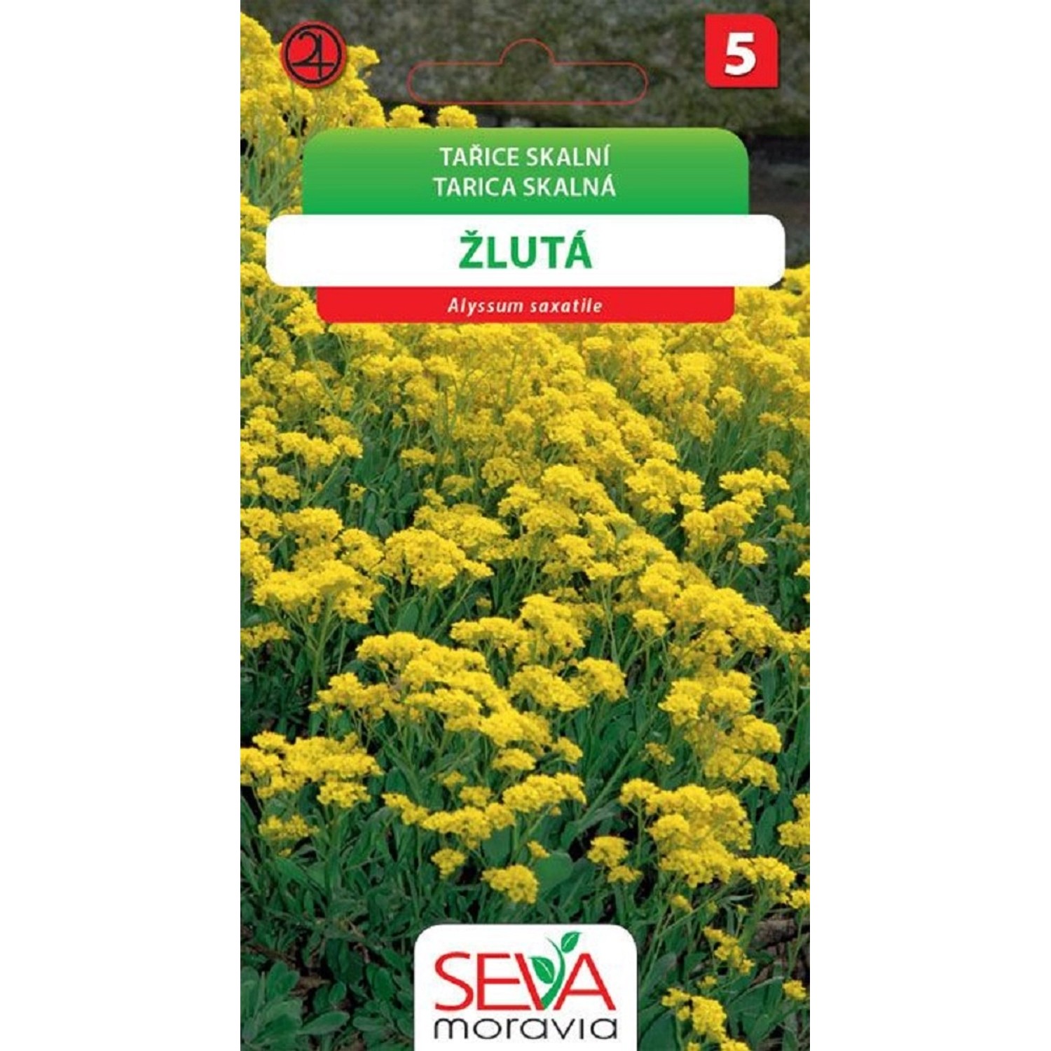 Semínka Tařice skalní žlutá (Alyssum saxatile)
