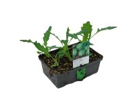 Landgard Kedluben bílý (Brassica oleracea var. gongylodes) 6 ks v misce