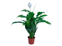 GROW by OBI Lopatkovec Sweet Silvio průměr květináče cca 17 cm GROW by OBI Lopatkovec Sweet Silvio průměr květináče cca 17 cm