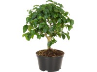 Bonsaje různé druhy průměr květináče cca 10 cm