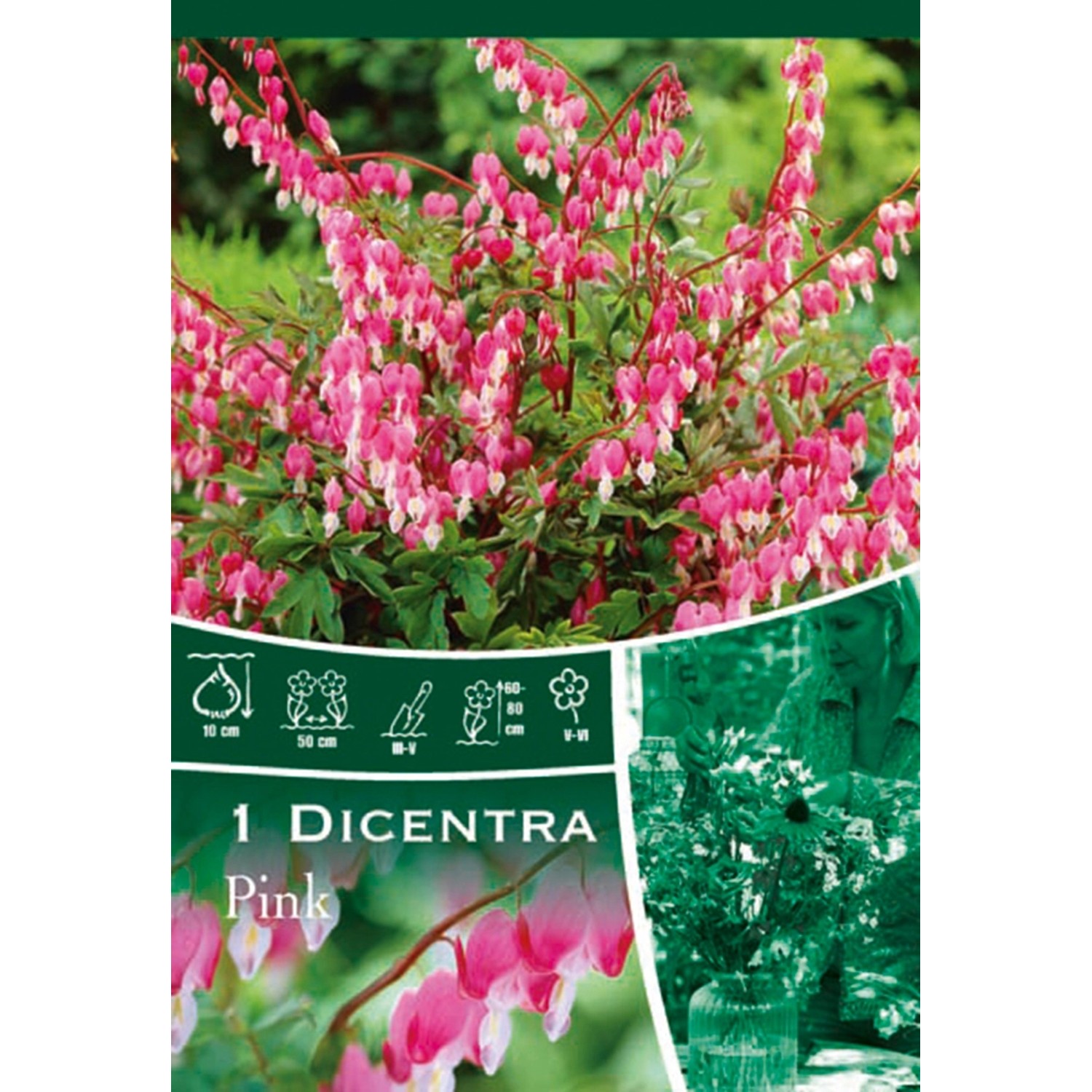 Srdcovka Spectabilis růžová