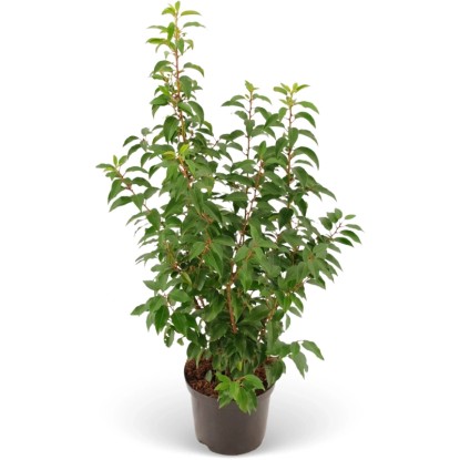 Bobkovišeň lékařská (Prunus laurocerasus) "Angustifolia" 80-100 cm, 5 l, 45 ks