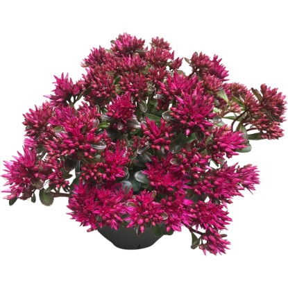 GROW by OBI Rozchodník pochybný (Sedum spurium) "Spot on" růžový cca 20 cm