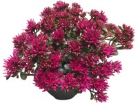 GROW by OBI Rozchodník pochybný (Sedum spurium) GROW by OBI Rozchodník pochybný (Sedum spurium)