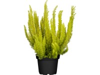 Vřesovec stromovitý (Erica arborea), pr. květináče 10,5 cm