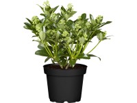 Landgard Skimie japonská (Skimmia japonica) Landgard Skimie japonská (Skimmia japonica)