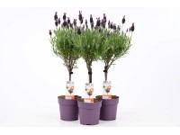 GROW by OBI Levandule smilovitá (Levandule stoechas) GROW by OBI Levandule smilovitá (Levandule stoechas)