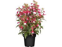 Vzpřímená fuchsie 