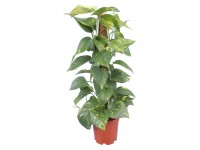 GROW by OBI Šplhavník na mechové tyči průměr květináče cca 15 cm GROW by OBI Šplhavník na mechové tyči průměr květináče cca 15 cm