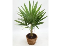 Grow by OBI Palma konopná v kokosovém květináči, pr. květ. 20 cm, 60-80 cm