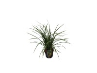 GROW by OBI Ostřice (Carex) 