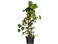 Přísavník trojcípý (Parthenocisuss tricuspidata veitchii), pr. kv. 17 cm