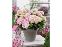 GROW by OBI Hortenzie lat.(Hydrangea paniculata) GROW by OBI Hortenzie lat.(Hydrangea paniculata)