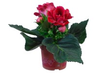Gloxinie červená průměr květináče cca 12 cm Gloxinie červená průměr květináče cca 12 cm