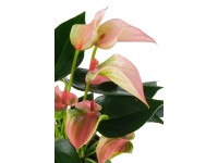 Landgard Toulitka Andréova (Anthurium anderanum) 