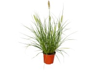 Grow by OBI Dochan psárkovitý (Pennisetum alopecuroides) 