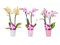 JMP Motýlí orchidej (Orchidea phalaenopsis) 2výhonky 13+, různé barvy, pr. 12cm