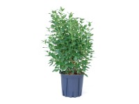 GROW by OBI Kalina modroplodá (Viburnum tinus) GROW by OBI Kalina modroplodá (Viburnum tinus)