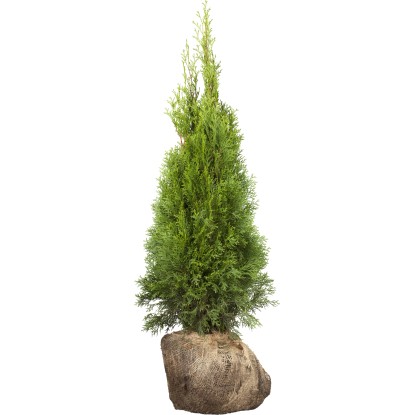 Landgard Zerav západní (Thuja occidentalis) "Smaragd" výška 140-160 cm, 30 ks