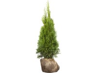 Landgard Zerav západní (Thuja occidentalis) Landgard Zerav západní (Thuja occidentalis)