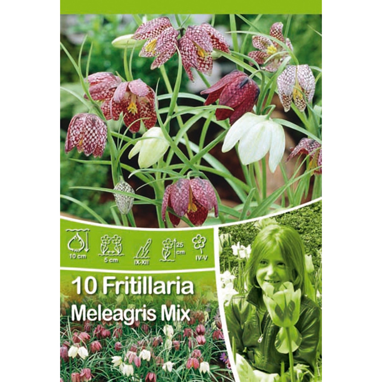 Řebčík Fritillaria Meleagris