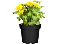 OBI Kamzičník východní žlutý pr. květináče cca 13 cm