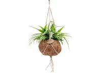 Royal Lemkes Kokedama - Zelenec cocholatý (Chlorophytum comosum) cca pr. 15 cm