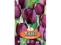 Jednoduchý pozdní tulipán 