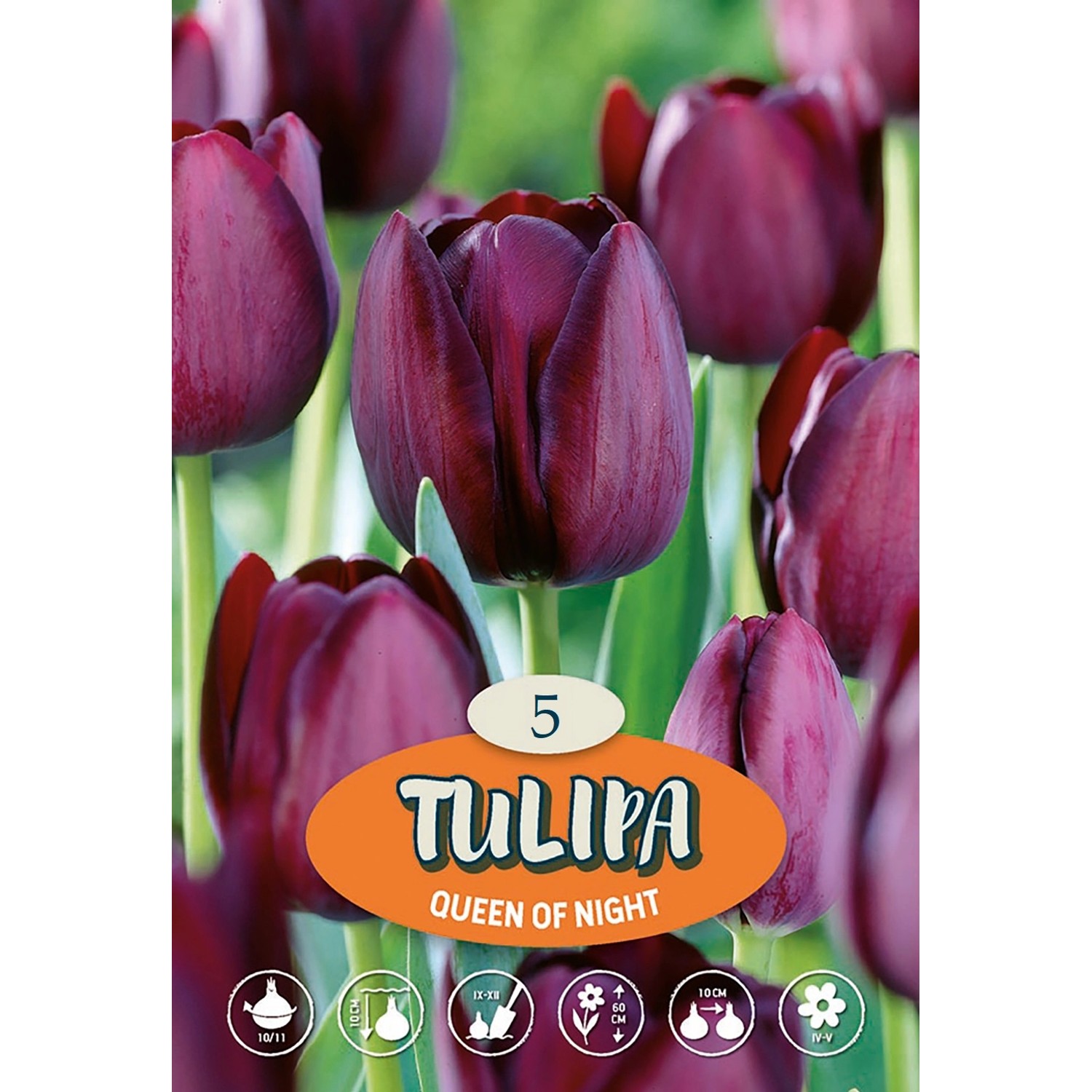 Jednoduchý pozdní tulipán "Queen of Night"