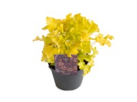 Q-Flower Dlužicha (Heuchera hybrida) 