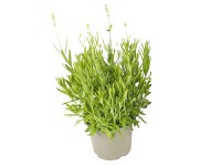 Levandule lékařská (Lavandula angustifolia) Levandule lékařská (Lavandula angustifolia)