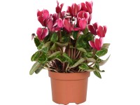 Brambořík vínově červený Midi průměr květináče cca 10,5 cm