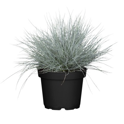 GROW by OBI Kostřava walliská (Festuca valesiaca) "Glaucantha" cca 10-15 cm