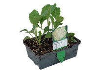 Landgard Květák (Brassica oleracea var. botrytis) 6 ks v misce