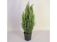 Cypřišek Lawsonův 