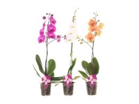 Motýlí orchidej (Orchidea phalaenopsis) různé barvy 1výhonek 9+ 50-70cm pr.12cm